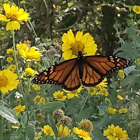 @thecatshack is live! Pop in and say Hi! - Picture 8 of 11